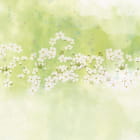 Miniatura fototapety Schwebende Blumen