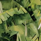 Miniatura fototapety Bananenpalmenblätter fragment # 1
