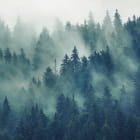 Miniatura fototapety Fichte im Nebel