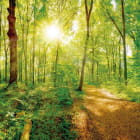 Miniatura fototapety Unberührter Wald