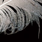 Miniatura fototapety Feder auf schwarzem Hintergrund