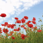 Miniatura fototapety Wunderschöne rote Mohnblumen
