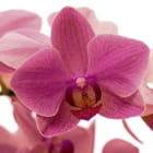Miniatura fototapety Zarte Orchideenblüte