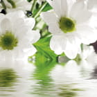 Miniatura fototapety Schneeweiße Blumen im Wasser