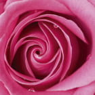 Miniatura fototapety Volumetrische rosa Rose