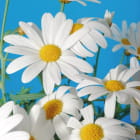Miniatura fototapety Wunderschöne weiße Gänseblümchen