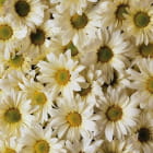 Miniatura fototapety Chrysanthemen