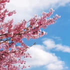 Miniatura fototapety Sakura gegen den Himmel