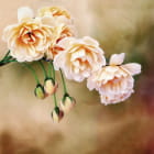 Miniatura fototapety Zarte Blumen