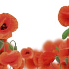 Miniatura fototapety Mohnblumen auf weißem Hintergrund