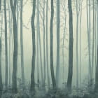 Miniatura fototapety Grüner Wald im Nebel