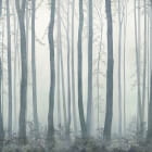 Miniatura fototapety Dichter Nebel im Wald