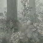 Miniatura fototapety Bäume im Nebel fragment # 1