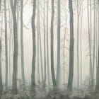 Miniatura fototapety Bäume im Nebel
