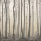 Miniatura fototapety Abend in einem nebligen Wald