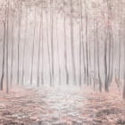 Miniatura fototapety Kraniche im Herbstwald