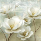 Miniatura fototapety Volumetrische weiße Magnolien