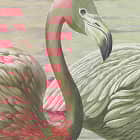 Miniatura fototapety Flamingo im See fragment # 1