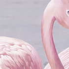 Miniatura fototapety Flamingo am Teich fragment # 1