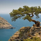 Miniatura fototapety Baum auf einem Felsen