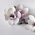 Miniatura fototapety Magnolie 3D