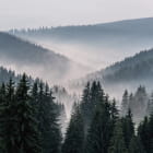Miniatura fototapety Nebel in einem hügeligen Wald