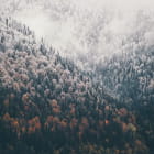Miniatura fototapety Wald im Nebel von oben