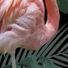 Miniatura fototapety Flamingo im Dschungel fragment # 1