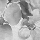 Miniatura fototapety Frühlingsblüten-Aquarell fragment #2