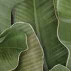 Miniatura fototapety Bananenblätter auf dunklem Hintergrund fragment # 1