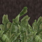 Miniatura fototapety Bananenblätter auf dunklem Hintergrund