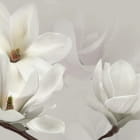 Miniatura fototapety Weiße Magnolienblüten