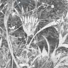Miniatura fototapety Blumenmuster fragment # 1