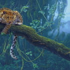 Miniatura fototapety Leopard