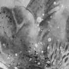 Miniatura fototapety Graue Blumen fragment #2