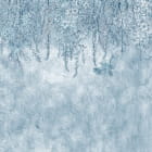 Miniatura fototapety Hellblaue Blüten von oben