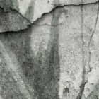 Miniatura fototapety Blätter auf einer Betonwand fragment # 1