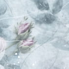 Miniatura fototapety Blumenzartheit fragment #2