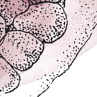 Miniatura fototapety Rotes Granat-Aquarell fragment # 1