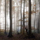 Miniatura fototapety Morgen im Wald