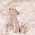Miniatura fototapety Bären auf rosa Hintergrund