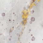 Miniatura fototapety Rosa Löwenzahn fragment #2