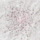 Miniatura fototapety Rosa Löwenzahn