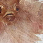 Miniatura fototapety Hellbrauner Fisch fragment #2