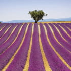 Miniatura fototapety Lavendel und Baum