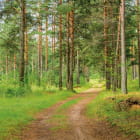 Miniatura fototapety Straße in einem Nadelwald