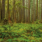 Miniatura fototapety Dichter grüner Wald