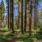 Miniatura fototapety Sonniger Tag in einem Kiefernwald