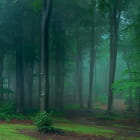 Miniatura fototapety Dichter Wald