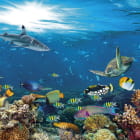Miniatura fototapety Fisch im Ozean
